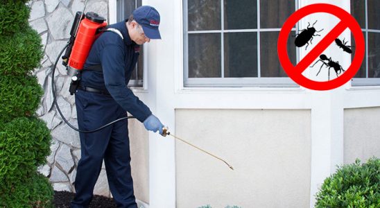 Şişli Pire İlaçlama böcek ilaçlama ve haşere kontrolü — ilaclama-tr.com
